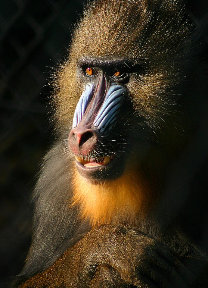 Simiiformes: что делает нас обезьянами?