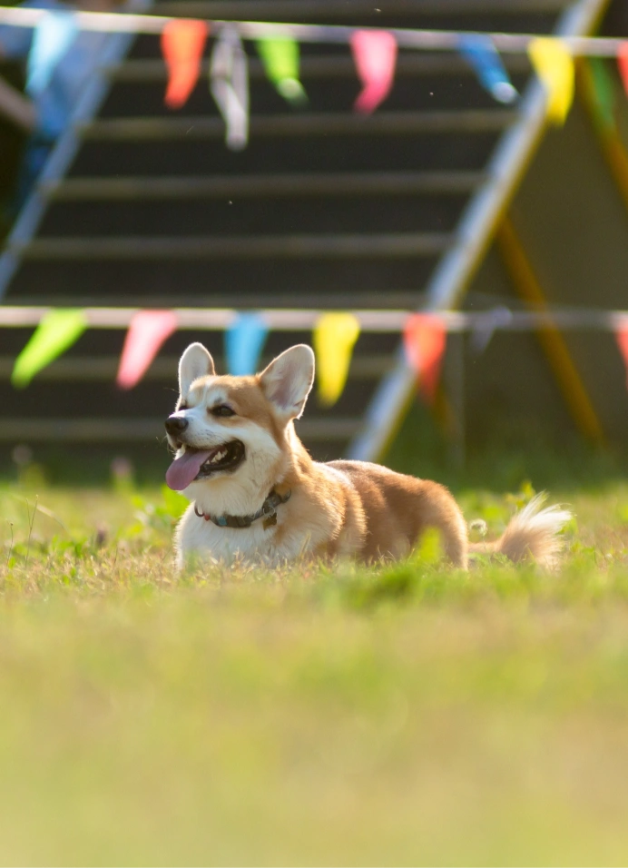 Pretty Dogs Fest