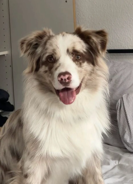 Woof Fest