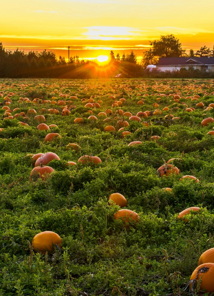 История Дня всех святых. От кельтского Самайна до Христианского торжества