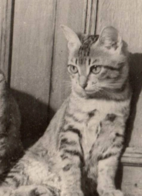 Верные спутники