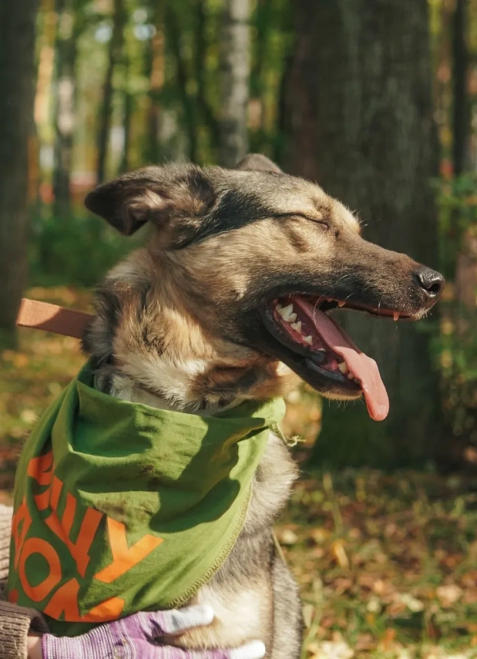 Прогулка в сосновом лесу с хвостатым другом
