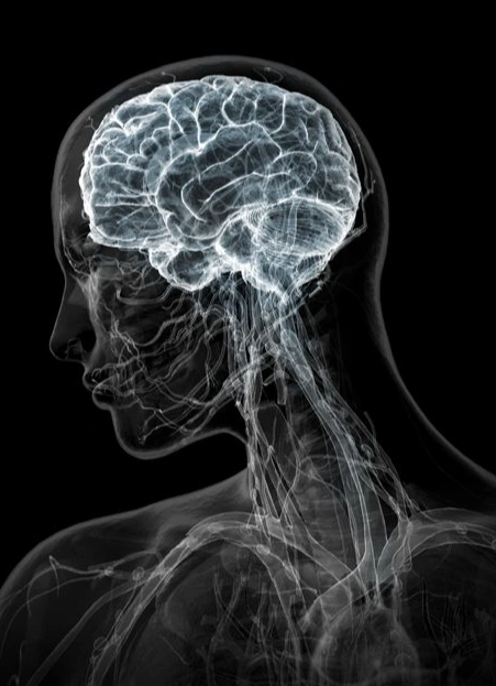 Мозг: орган с историей