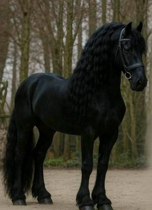 Киновечер: «Чёрный Красавчик»