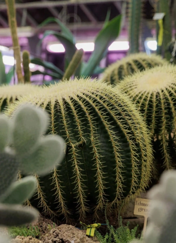 Съедобные тропики: экскурсия по Ботсаду