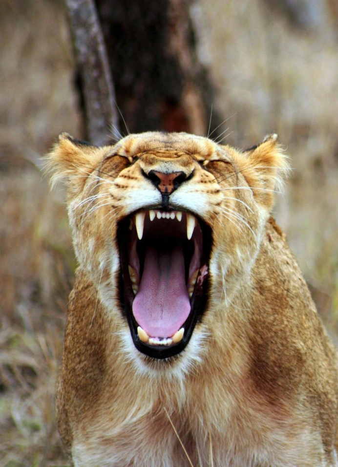 Дикий дикий движ