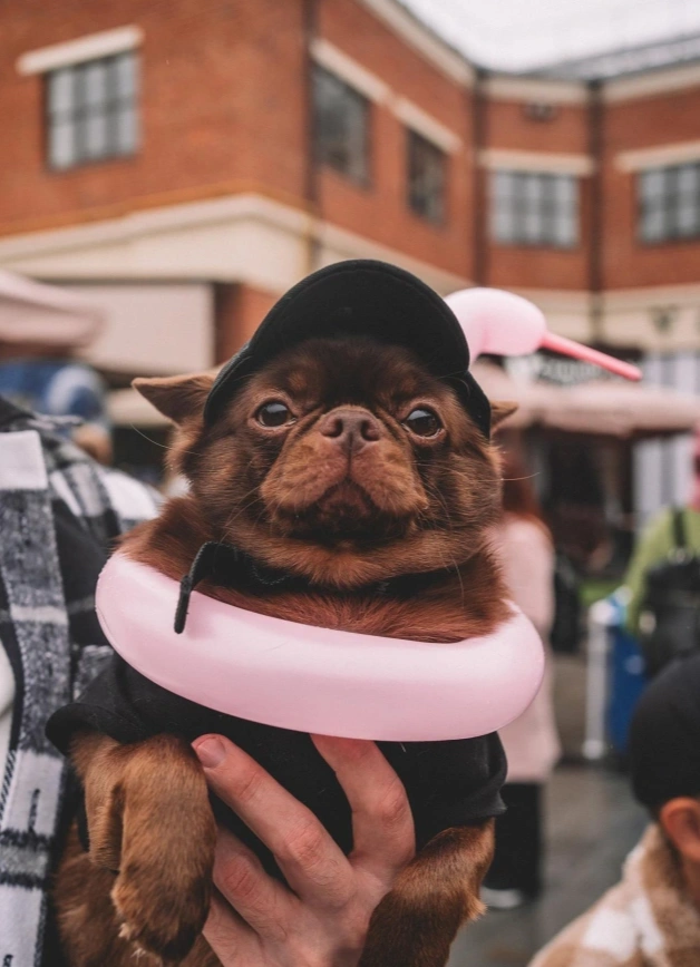 Новогодний хвостфест: праздник для тебя и твоего четвероногого друга