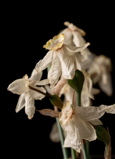 Нарцисс против Хроноса: от прокрастинации до паранойи