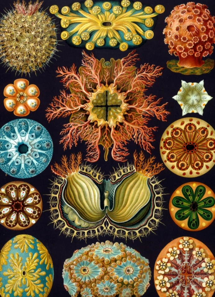 Культограм: «Наука как искусство»