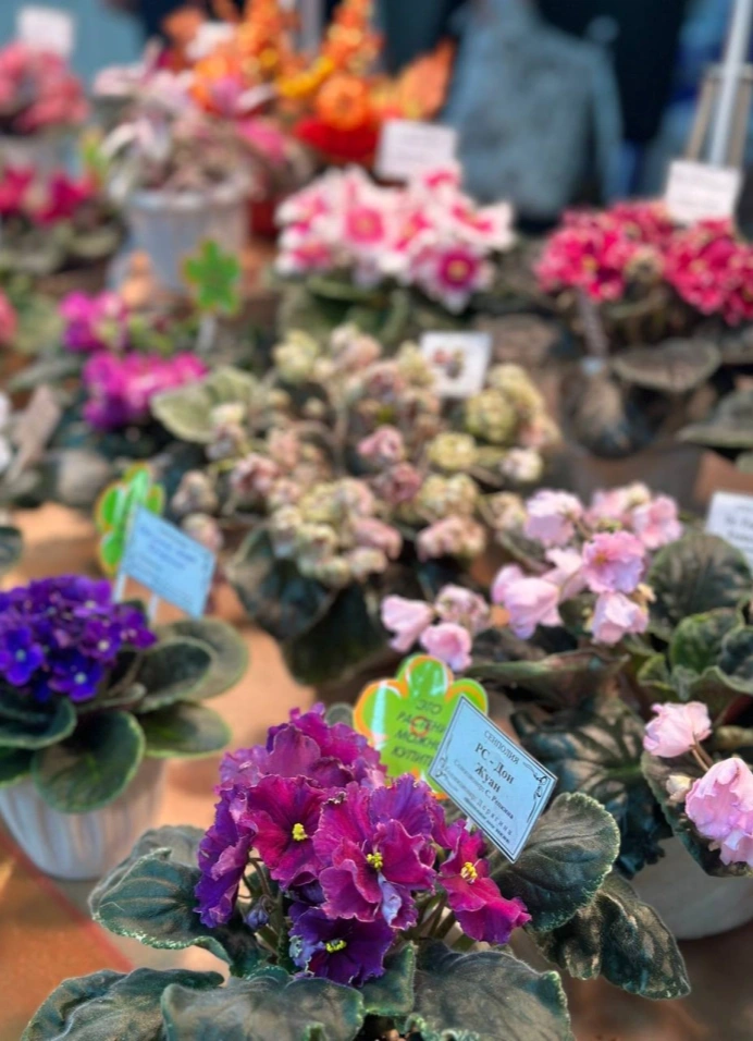 Фестиваль комнатных растений «Флора Маркет 2»