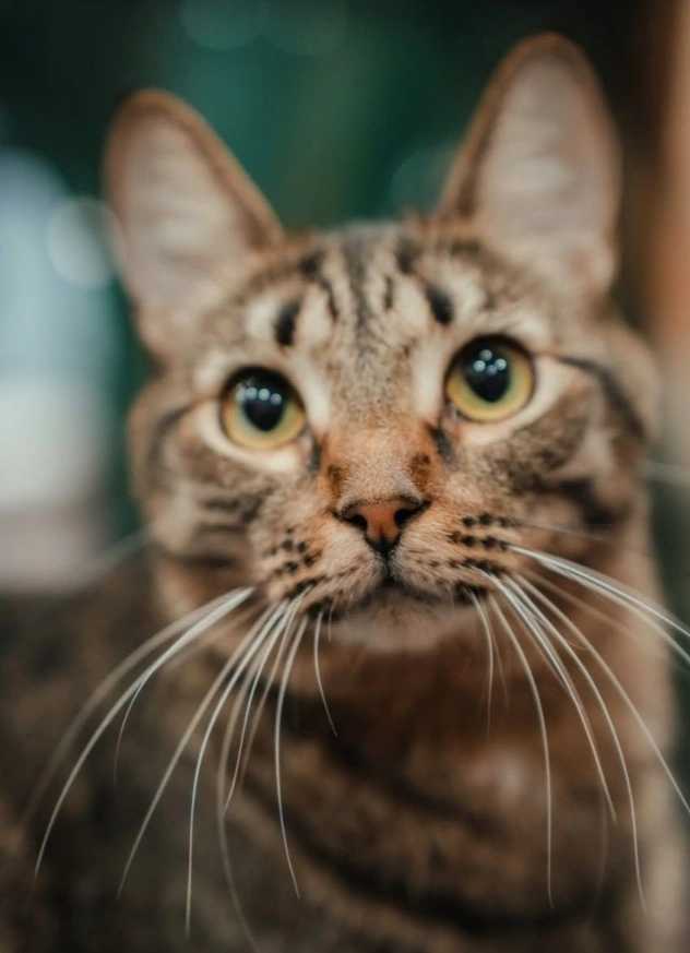 Благотворительная книжная распродажа