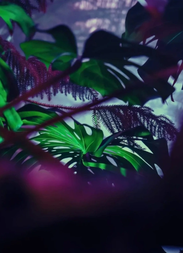 Абстрасенция в Оранжерее