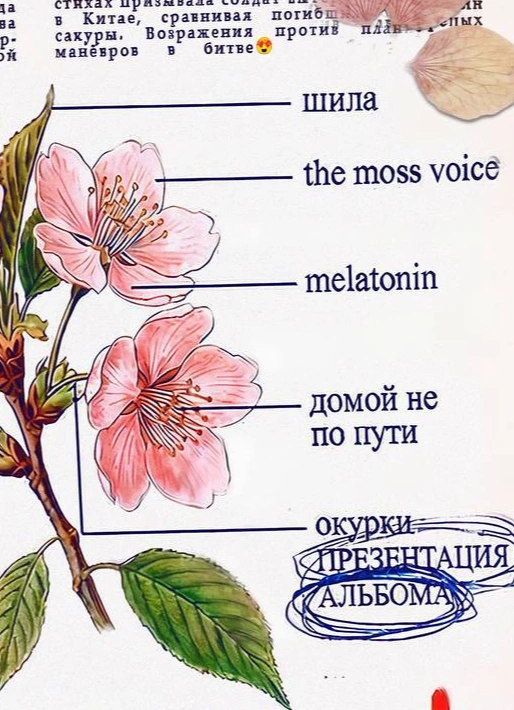 Фестиваль цветения (Bloom fest)