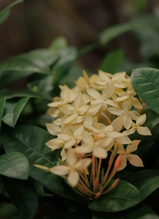 Съедобные субтропики: экскурсия по Ботсаду