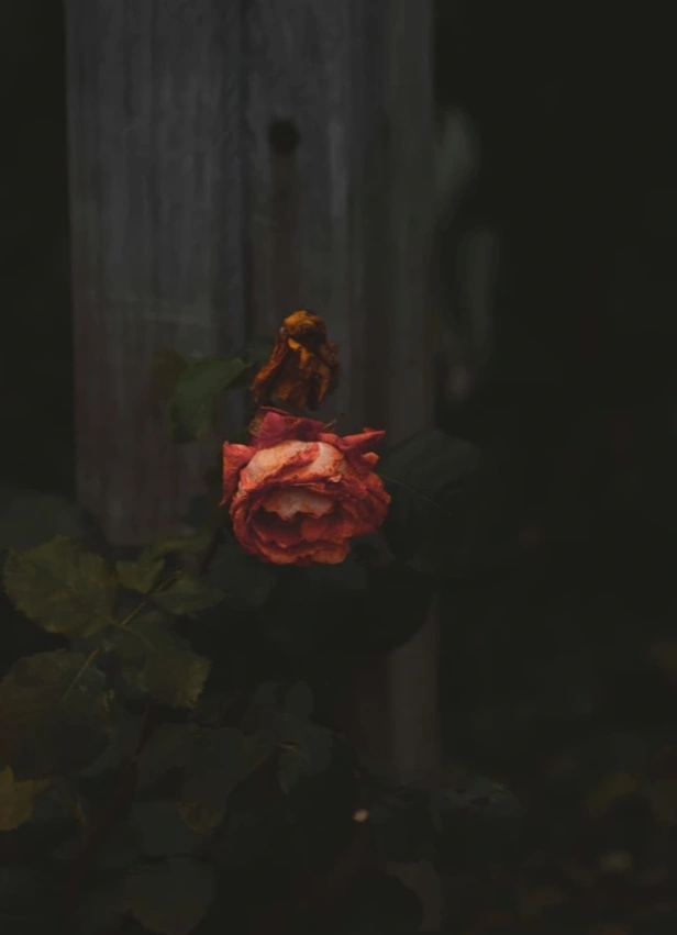 Табу-ток «Это дедлайн: зачем людям помнить, что они умрут?»