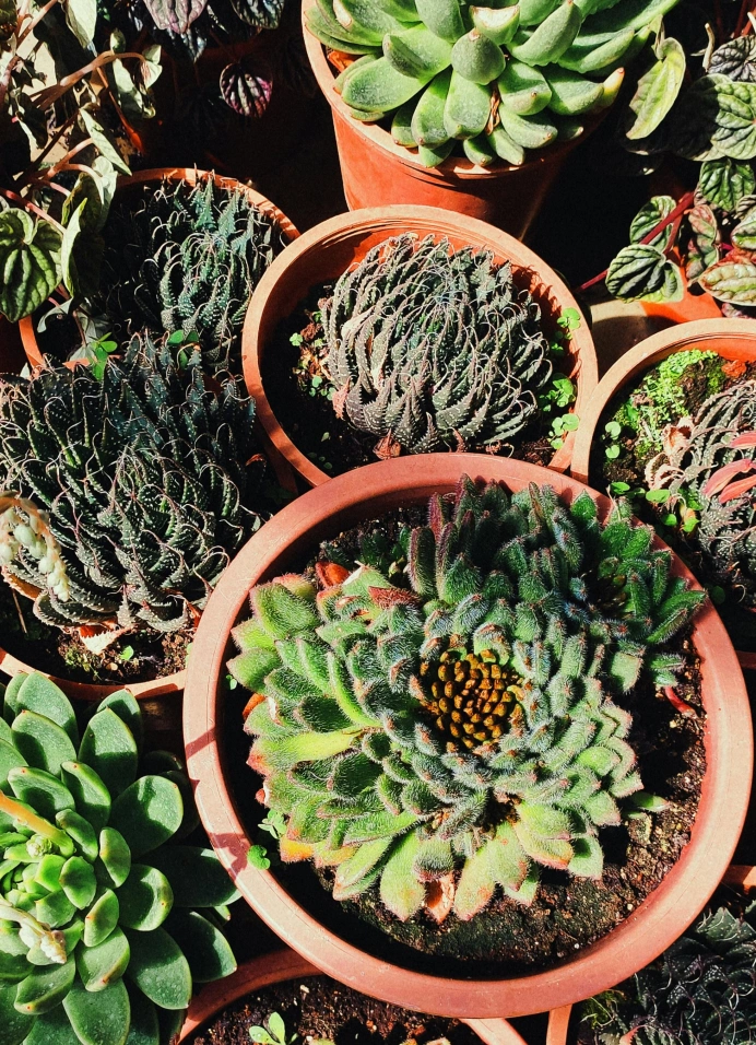 Зелёный Своп