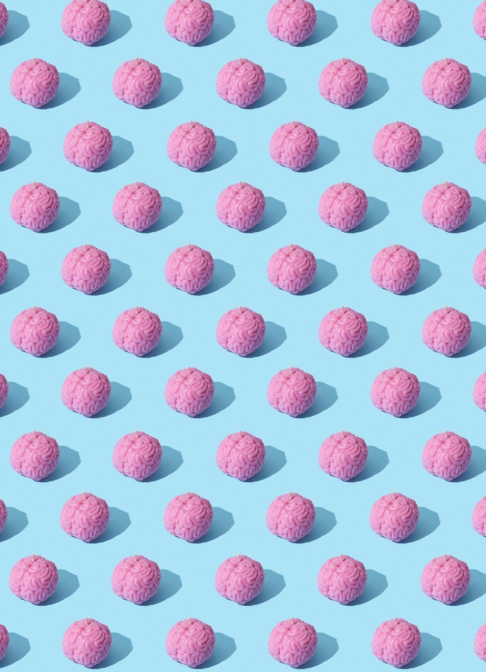 Строение мозга человека